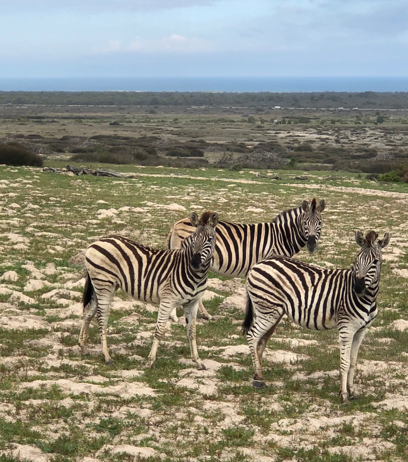 three zebras standing next to eachother