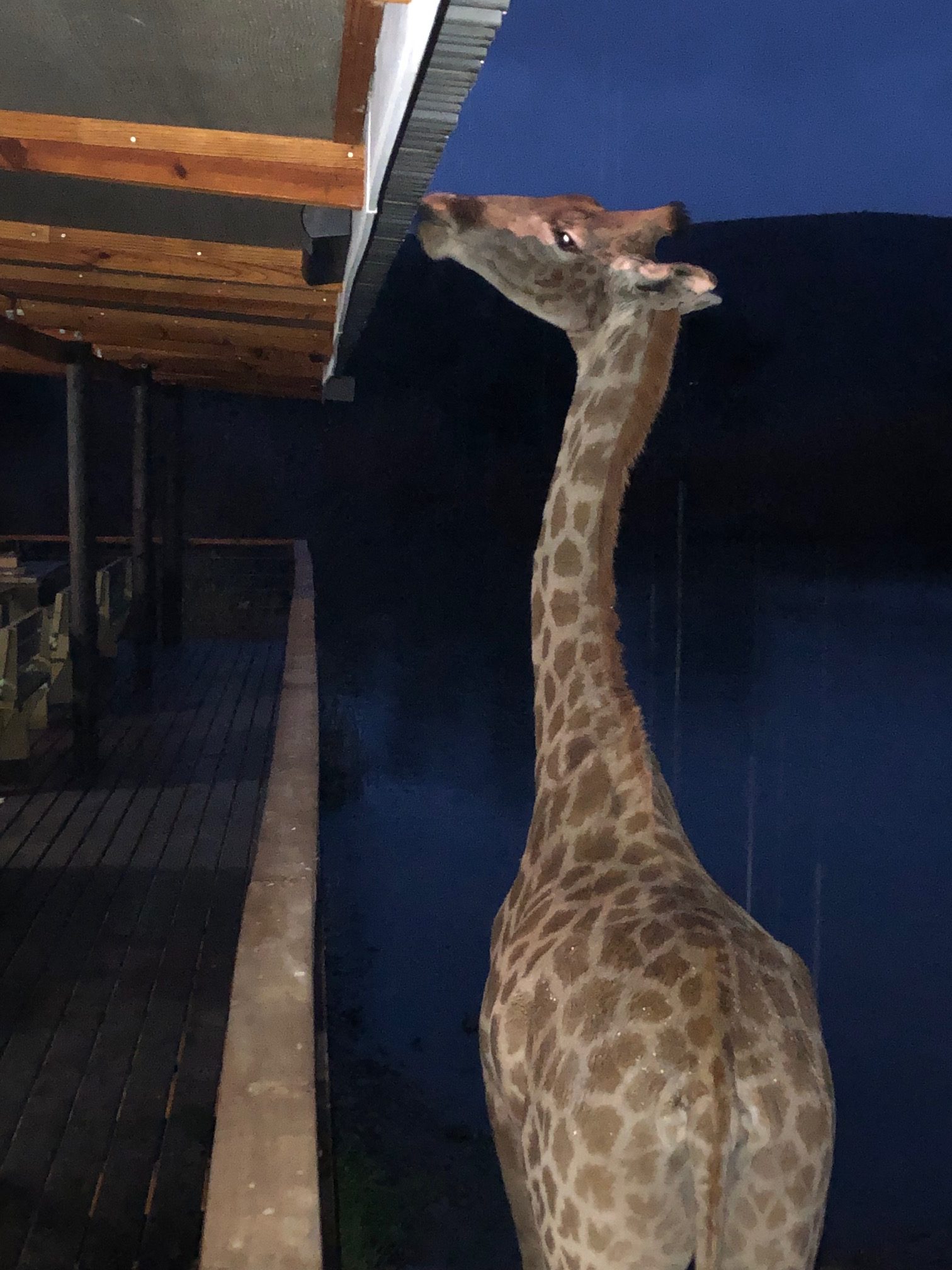 giraffe standing next to a building, with its head near the roof