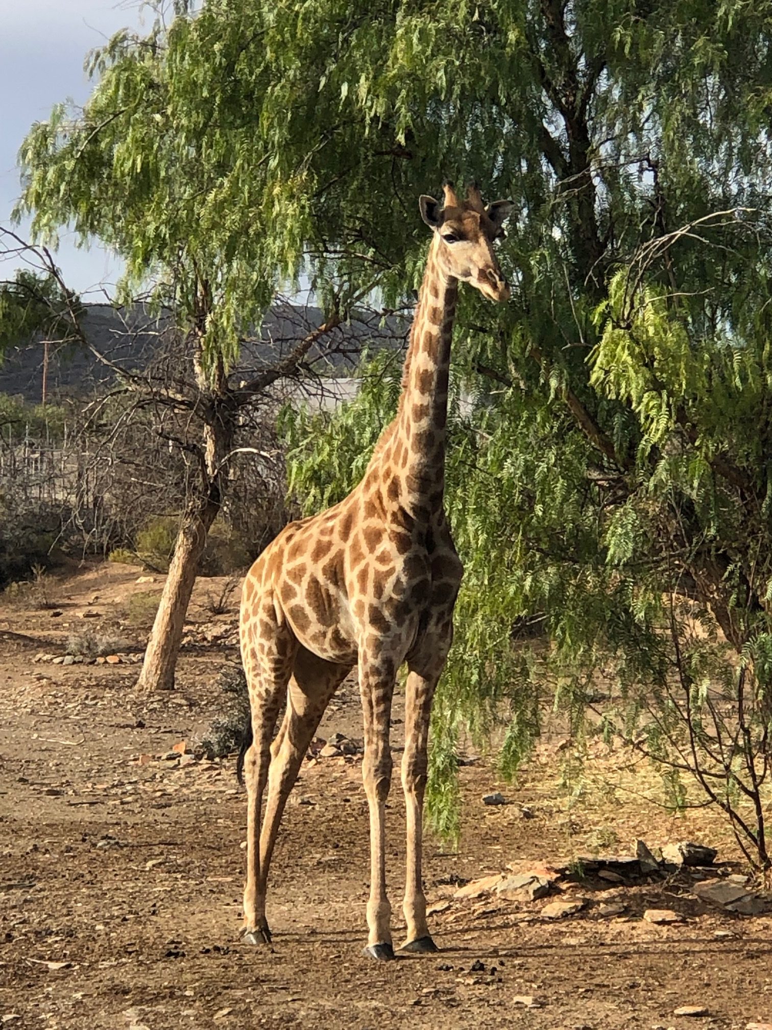 giraffe standing next to a tree